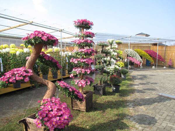 さくら市菊の会 菊花展 道の駅きつれがわ わくわく 湯の郷 きつれがわ 栃木県さくら市の大正浪漫がテーマの道の駅